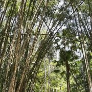 Bambous au Jardim Botanico
