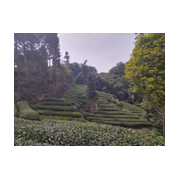 Plantation de thé