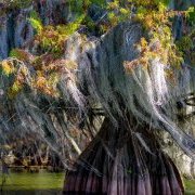 Arbre et mousse espagnoles